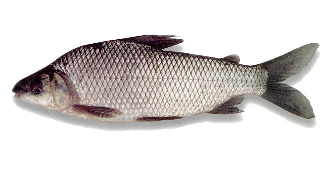 Prochilodus lineatus