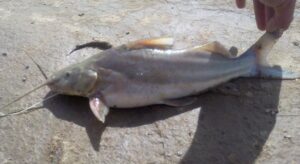 albicans bagre blanco