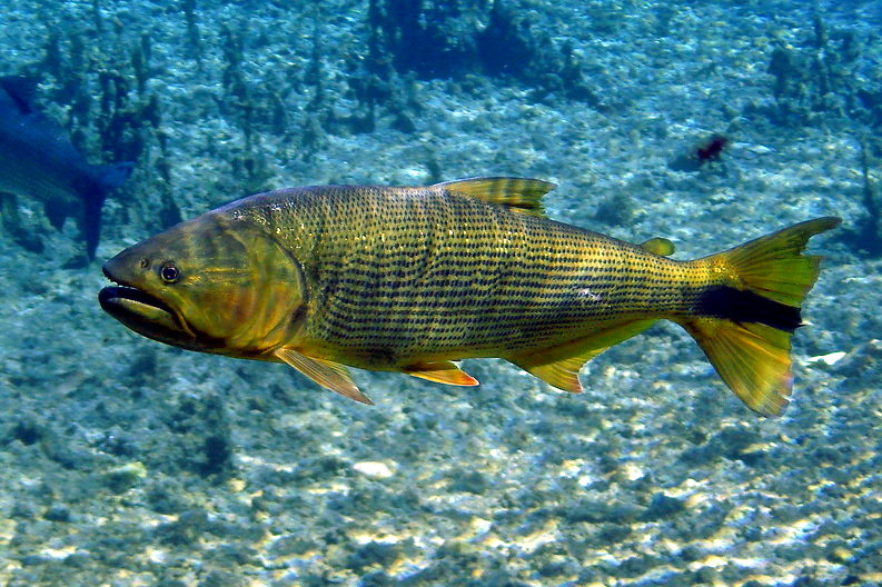 dorado salminus brasiliensis