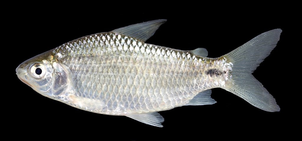 sabalito cyphocharax voga